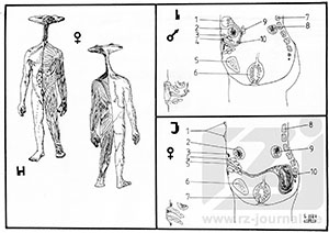 Risszeichnung aus Band 683